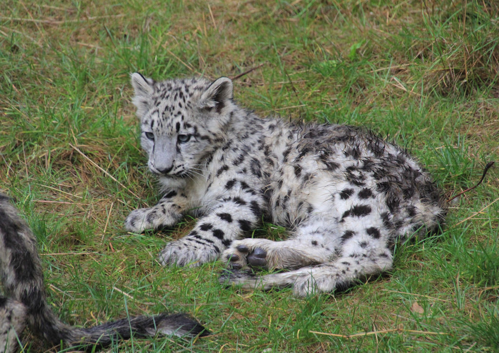 zoo_zurich_2025_panthere_neige/IMG_5311_w1024.jpg