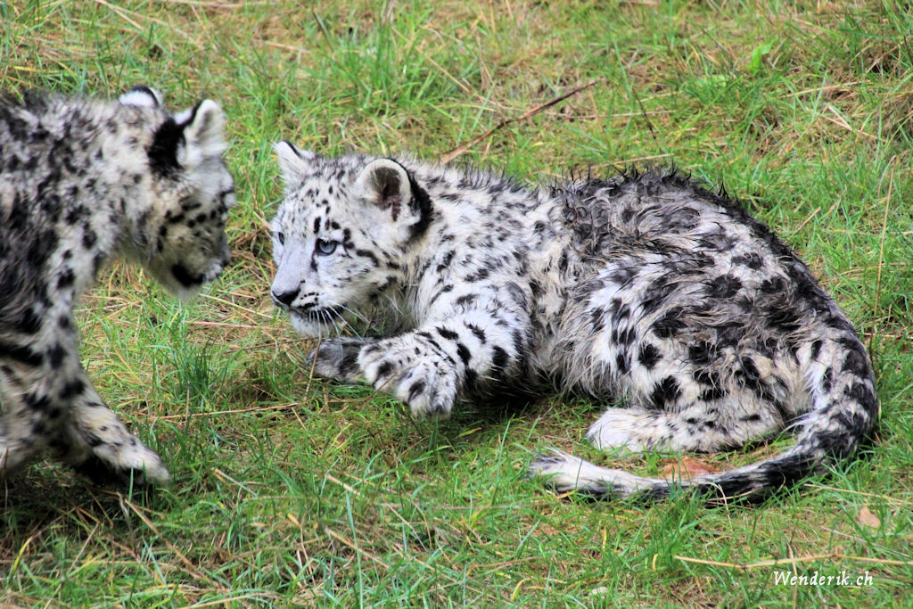 zoo_zurich_2025_panthere_neige/IMG_5312_w1024.jpg