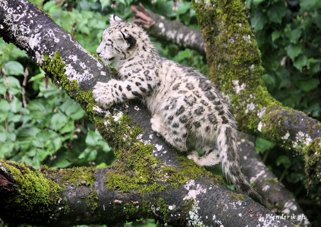zoo_zurich_2025_panthere_neige/IMG_5321_w1024.jpg