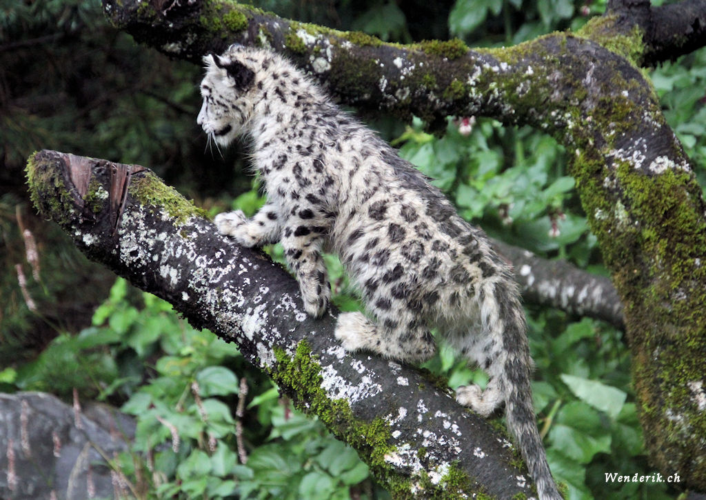 zoo_zurich_2025_panthere_neige/IMG_5323_w1024.jpg