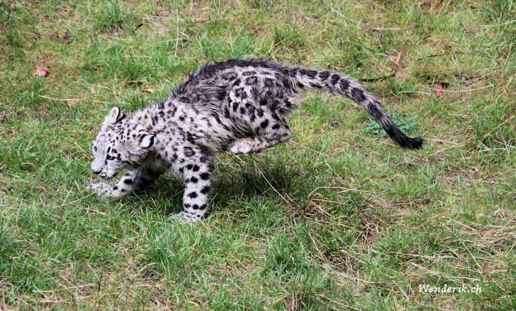 zoo_zurich_2025_panthere_neige/IMG_5342_w1024.jpg