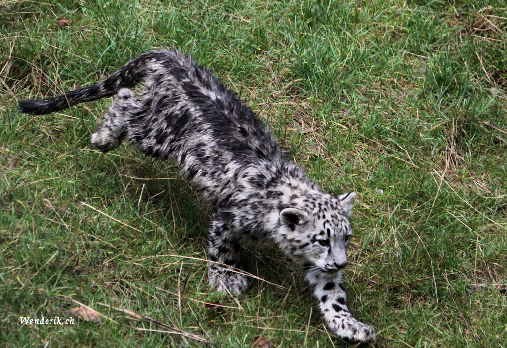 zoo_zurich_2025_panthere_neige/IMG_5346_w1024.jpg