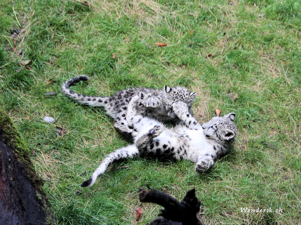 zoo_zurich_2025_panthere_neige/IMG_5385_w1024.jpg