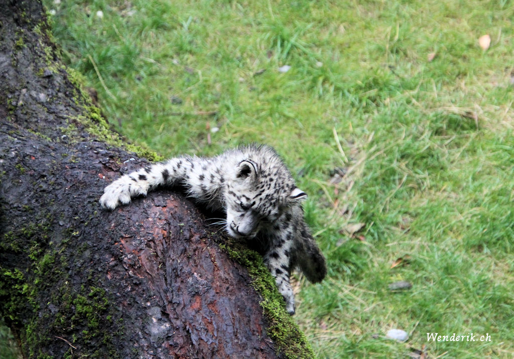 zoo_zurich_2025_panthere_neige/IMG_5391_w1024.jpg