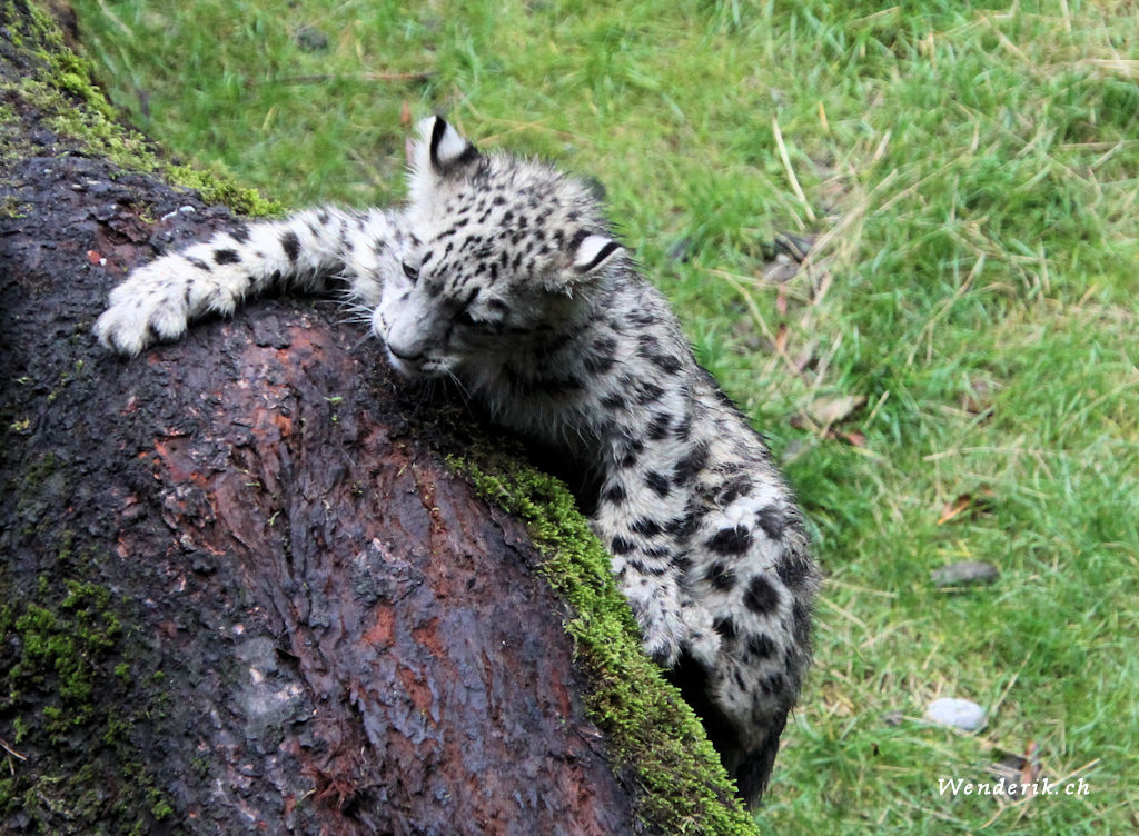 zoo_zurich_2025_panthere_neige/IMG_5392_w1024.jpg