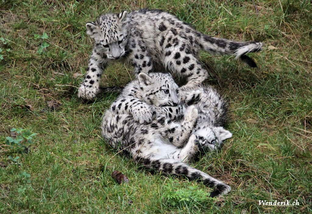 zoo_zurich_2025_panthere_neige/IMG_5415_w1024.jpg