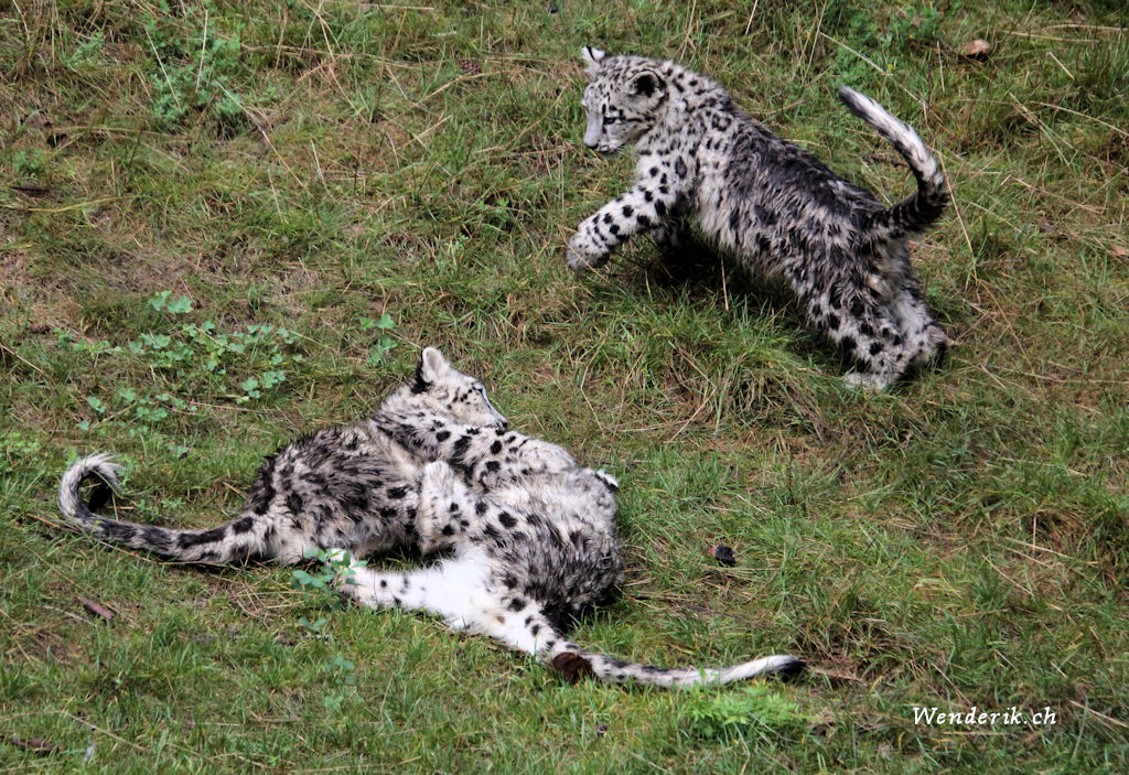 zoo_zurich_2025_panthere_neige/IMG_5422_w1024.jpg