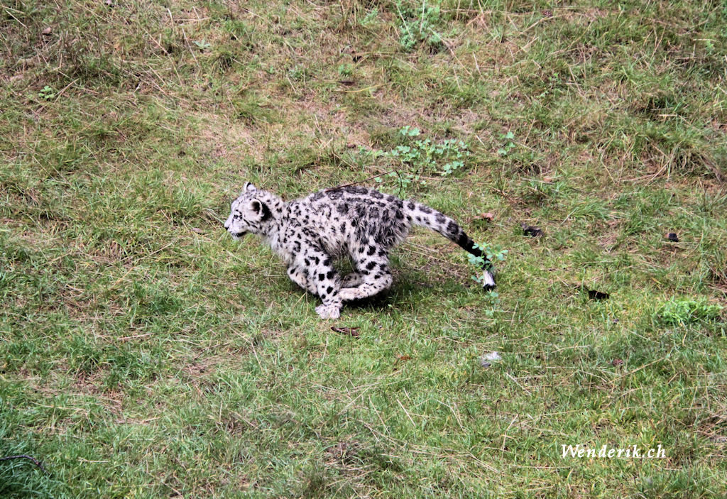 zoo_zurich_2025_panthere_neige/IMG_5440_w1024.jpg