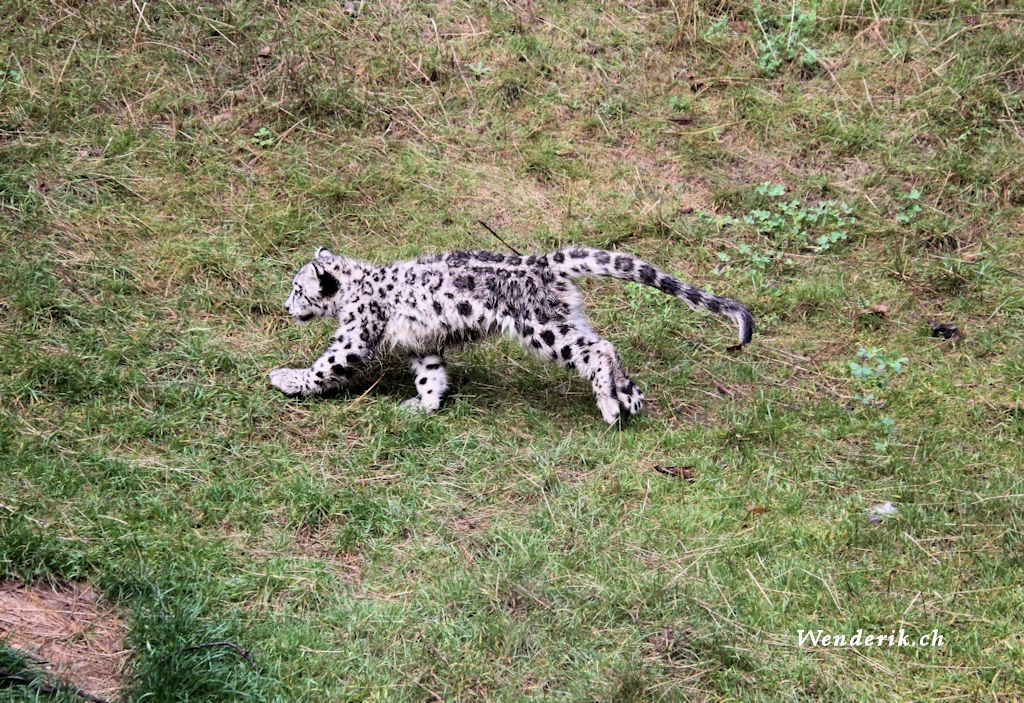 zoo_zurich_2025_panthere_neige/IMG_5441_w1024.jpg