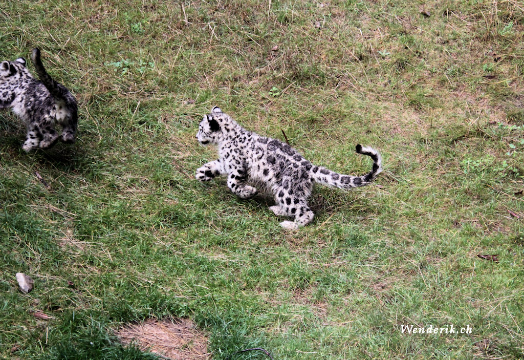 zoo_zurich_2025_panthere_neige/IMG_5442_w1024.jpg