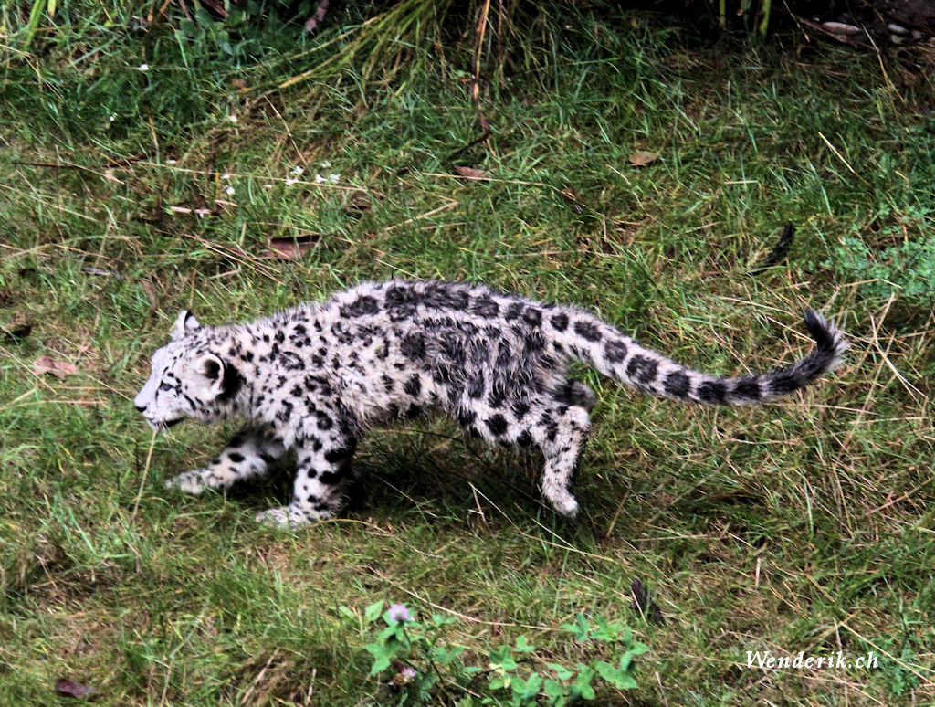 zoo_zurich_2025_panthere_neige/IMG_5456_w1024.jpg