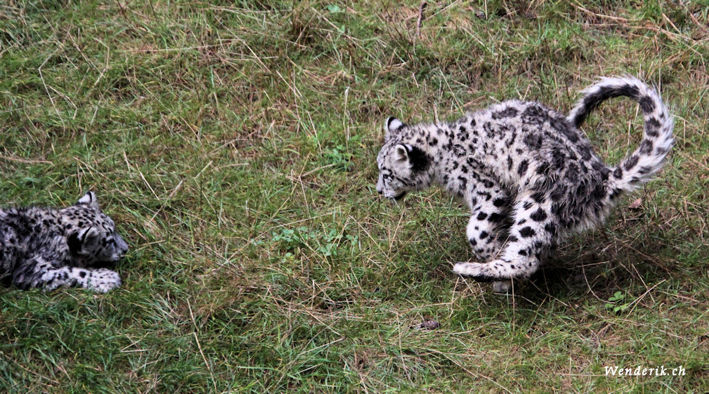 zoo_zurich_2025_panthere_neige/IMG_5457_w1024.jpg