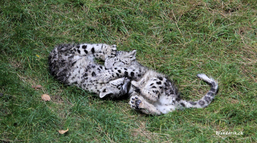 zoo_zurich_2025_panthere_neige/IMG_5464_w1024.jpg