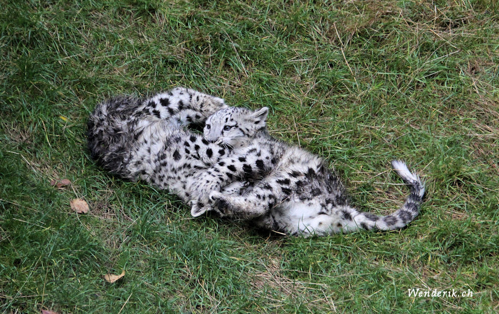 zoo_zurich_2025_panthere_neige/IMG_5465_w1024.jpg