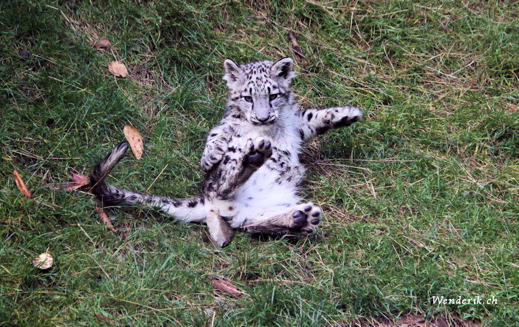 zoo_zurich_2025_panthere_neige/IMG_5472_w1024.jpg