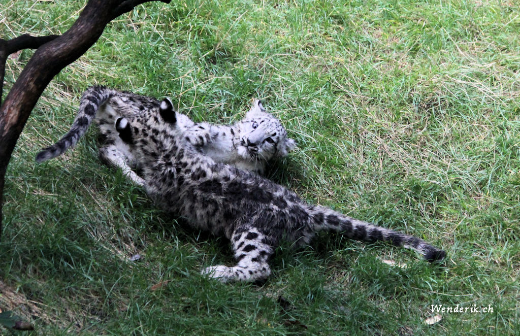 zoo_zurich_2025_panthere_neige/IMG_5483_w1024.jpg