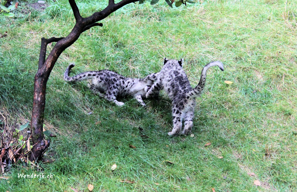 zoo_zurich_2025_panthere_neige/IMG_5486_w1024.jpg