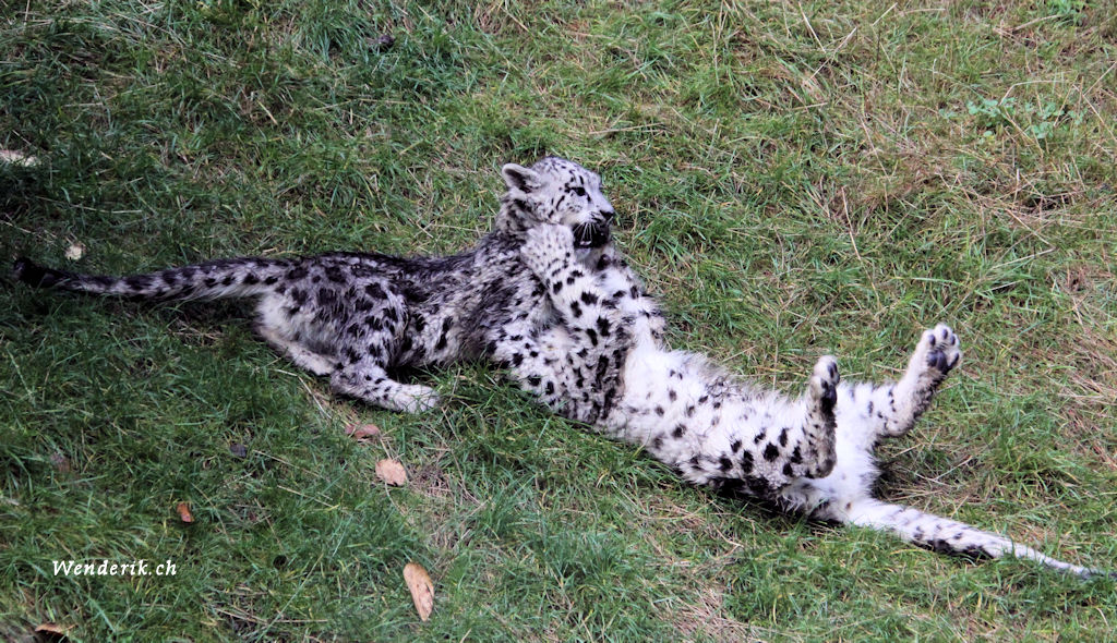 zoo_zurich_2025_panthere_neige/IMG_5493_w1024.jpg