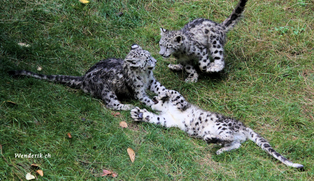 zoo_zurich_2025_panthere_neige/IMG_5494_w1024.jpg