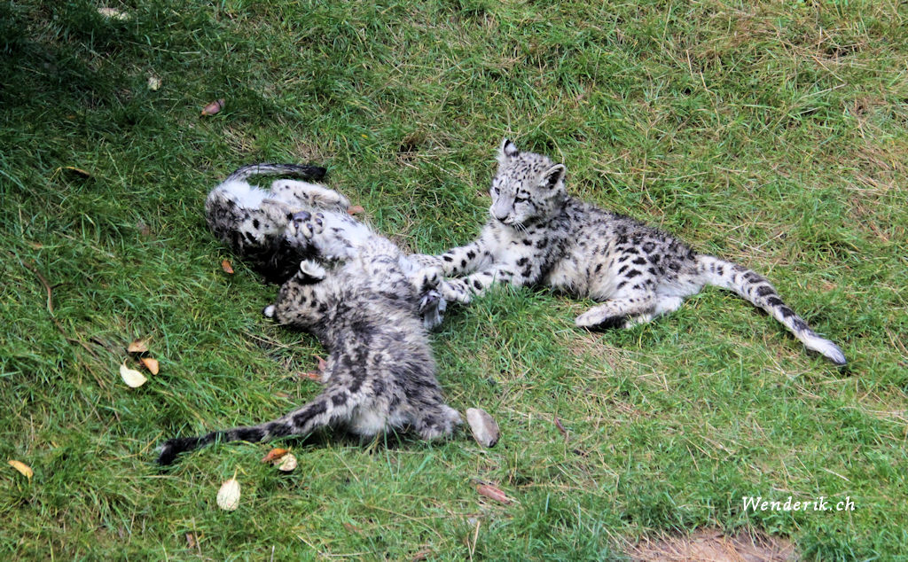 zoo_zurich_2025_panthere_neige/IMG_5498_w1024.jpg