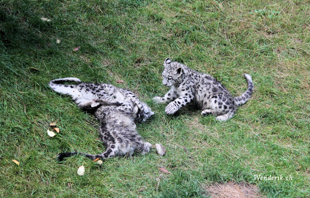 zoo_zurich_2025_panthere_neige/IMG_5500_w1024.jpg