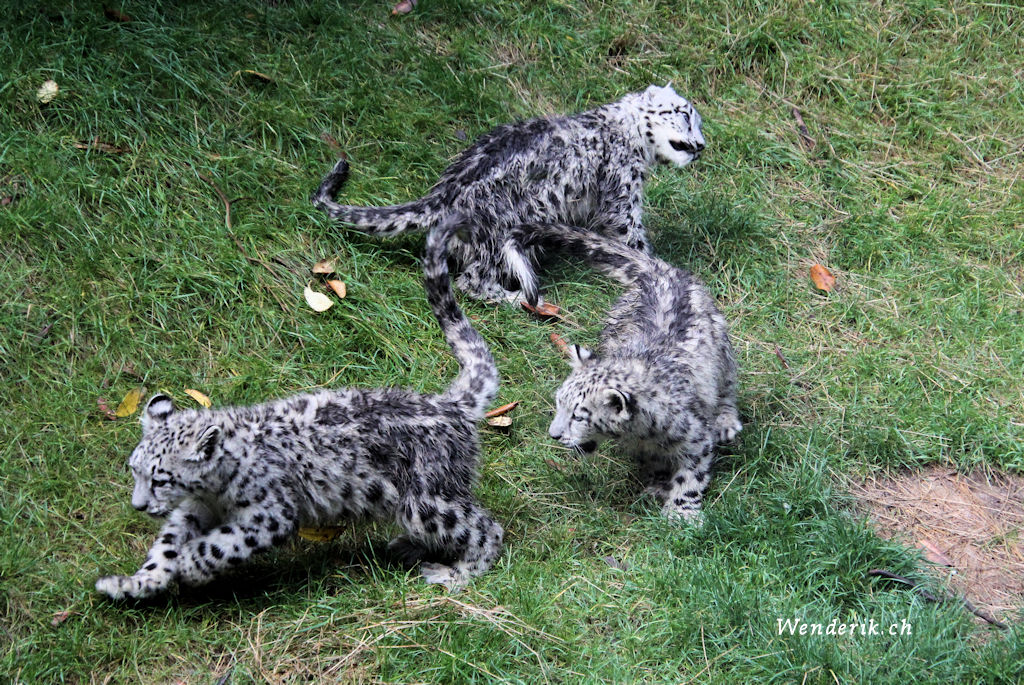 zoo_zurich_2025_panthere_neige/IMG_5505_w1024.jpg