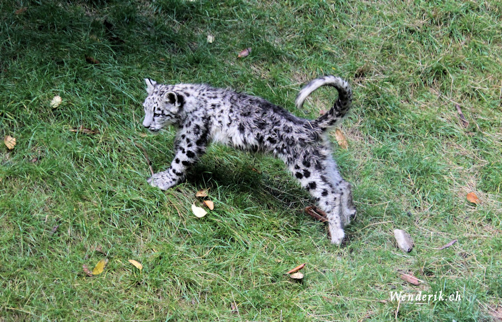 zoo_zurich_2025_panthere_neige/IMG_5507_w1024.jpg