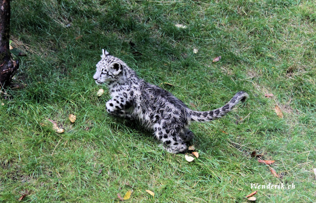 zoo_zurich_2025_panthere_neige/IMG_5508_w1024.jpg