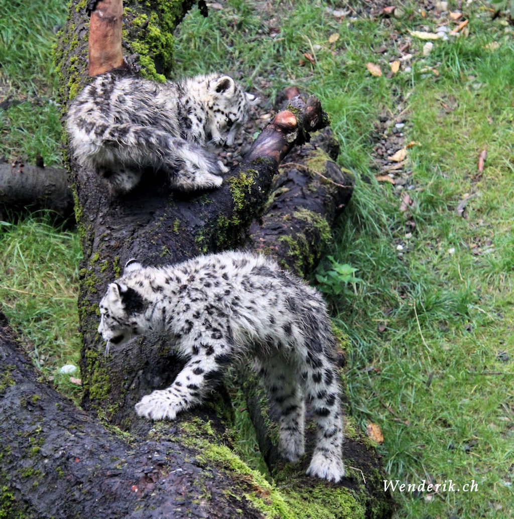 zoo_zurich_2025_panthere_neige/IMG_5526_w1024.jpg