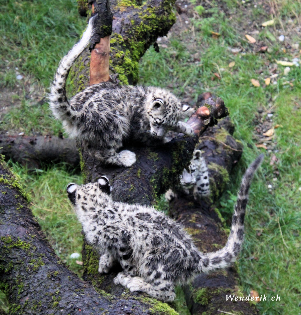 zoo_zurich_2025_panthere_neige/IMG_5527_w1024.jpg
