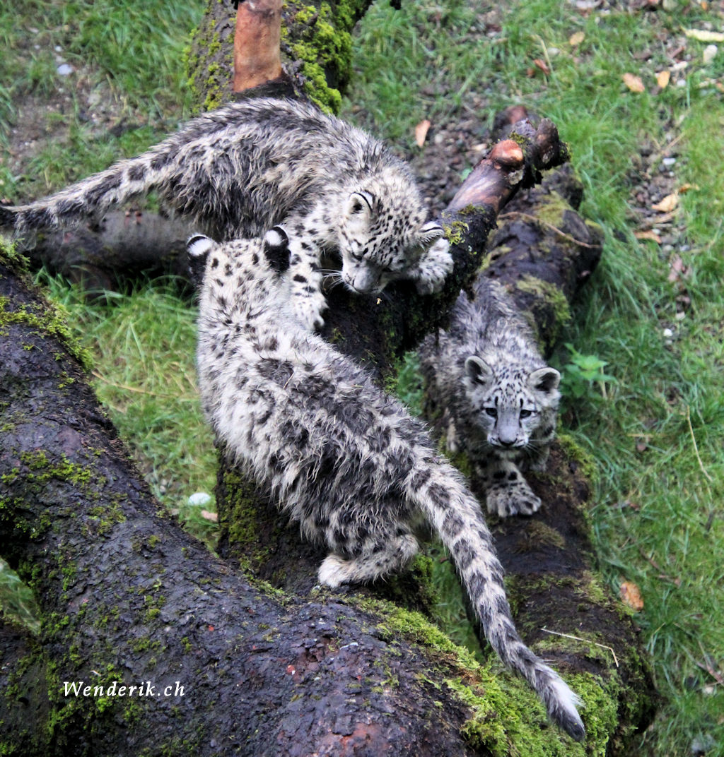 zoo_zurich_2025_panthere_neige/IMG_5528_w1024.jpg