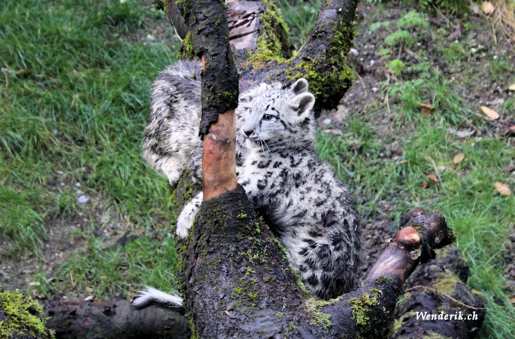 zoo_zurich_2025_panthere_neige/IMG_5551_w1024.jpg