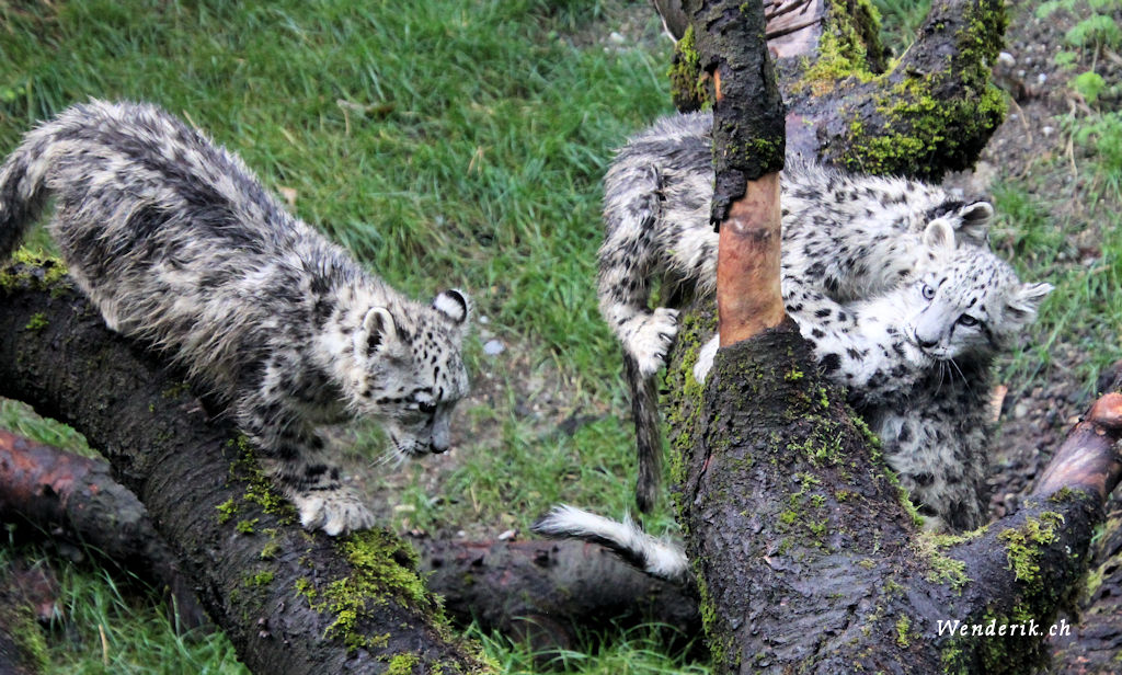 zoo_zurich_2025_panthere_neige/IMG_5553_w1024.jpg
