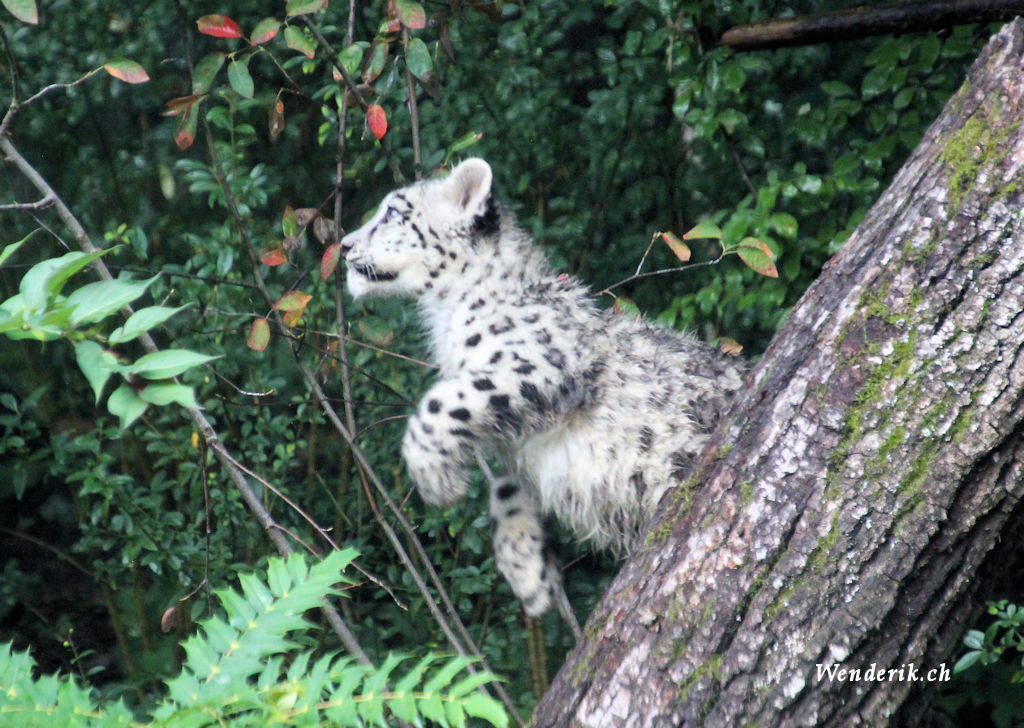 zoo_zurich_2025_panthere_neige/IMG_5563_w1024.jpg