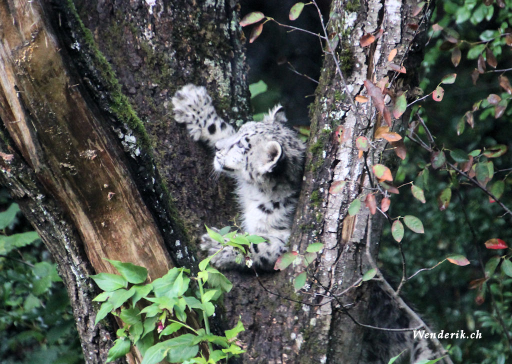 zoo_zurich_2025_panthere_neige/IMG_5567_w1024.jpg