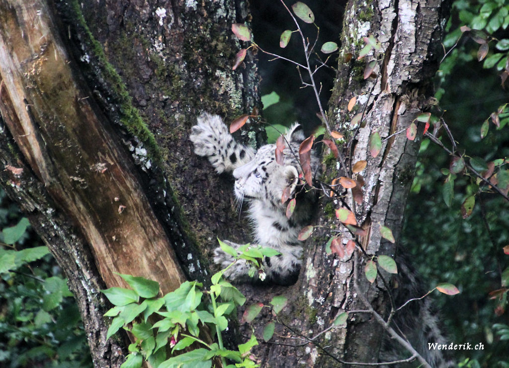 zoo_zurich_2025_panthere_neige/IMG_5568_w1024.jpg