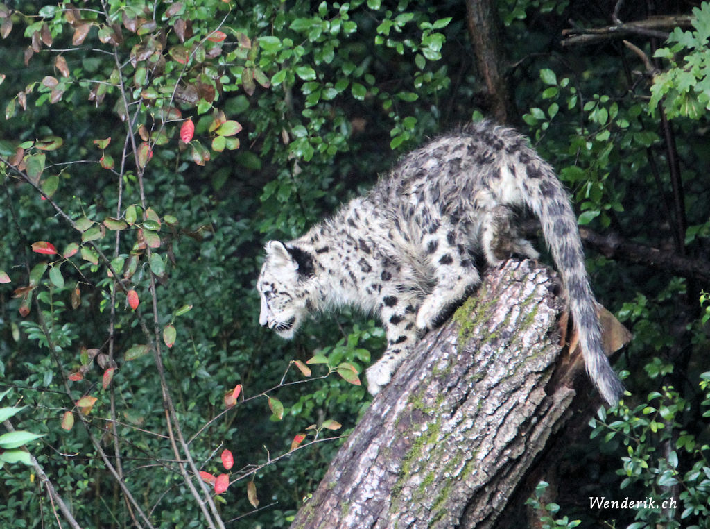 zoo_zurich_2025_panthere_neige/IMG_5598_w1024.jpg