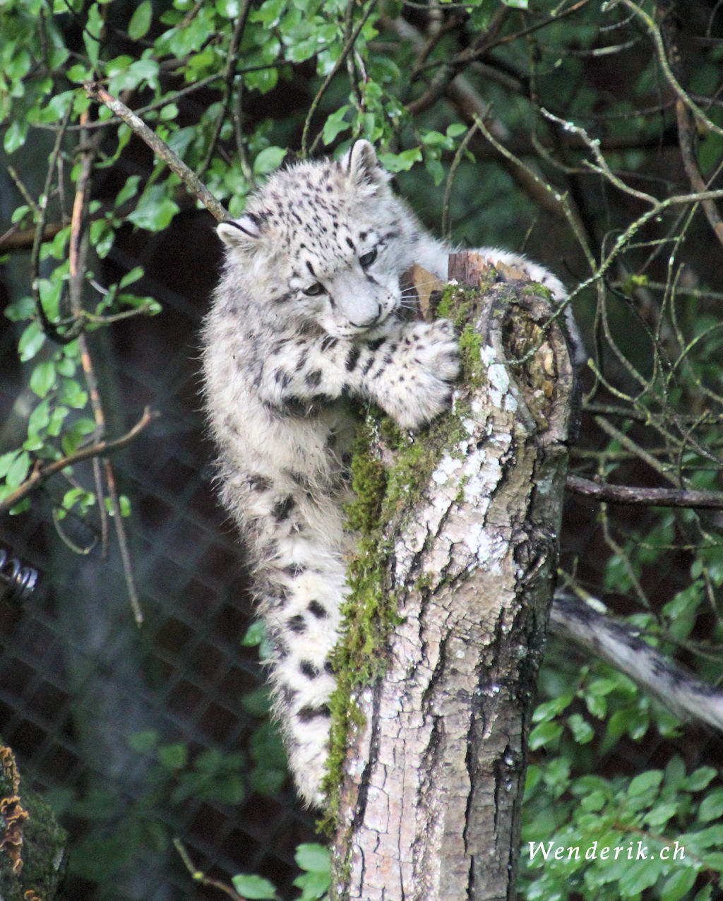 zoo_zurich_2025_panthere_neige/IMG_5601_w1024.jpg