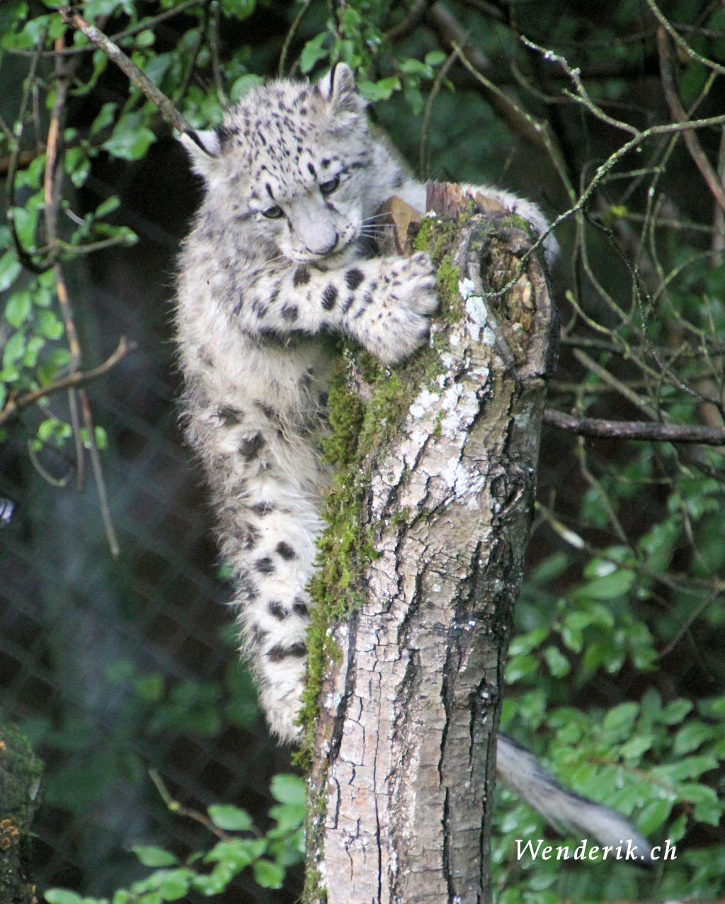 zoo_zurich_2025_panthere_neige/IMG_5602_w1024.jpg