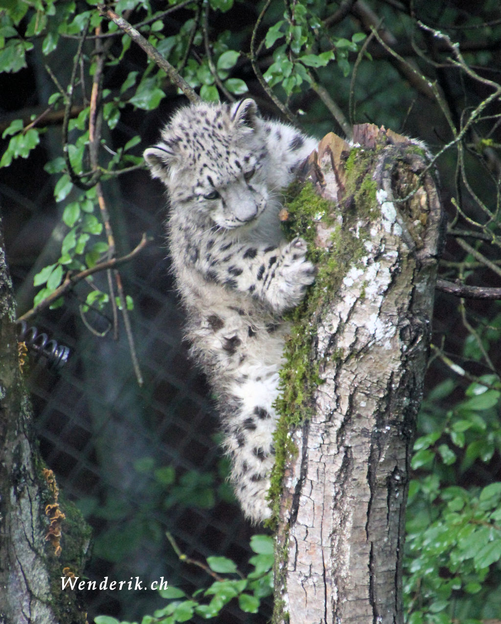 zoo_zurich_2025_panthere_neige/IMG_5606_w1024.jpg