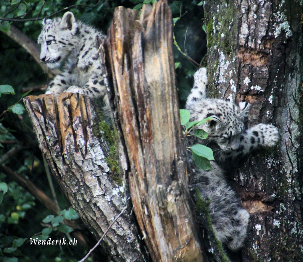 zoo_zurich_2025_panthere_neige/IMG_5617_w1024.jpg