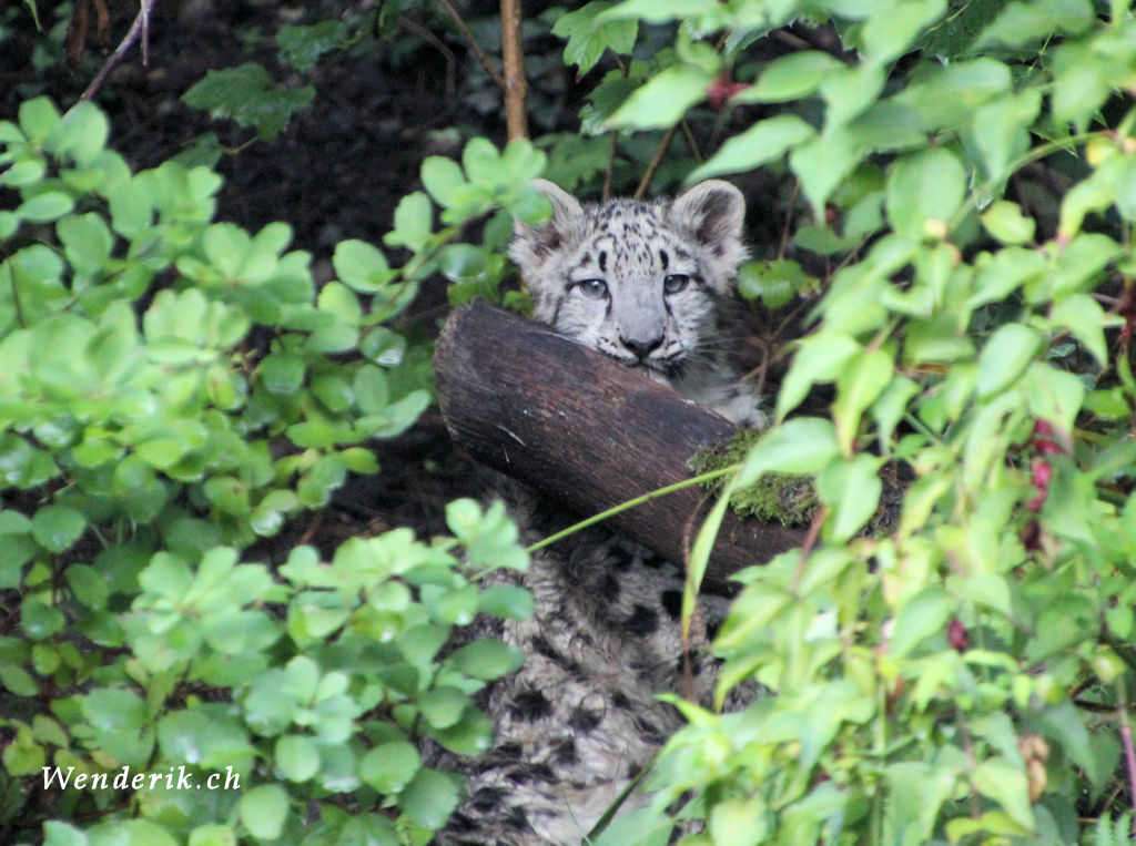 zoo_zurich_2025_panthere_neige/IMG_5650_w1024.jpg