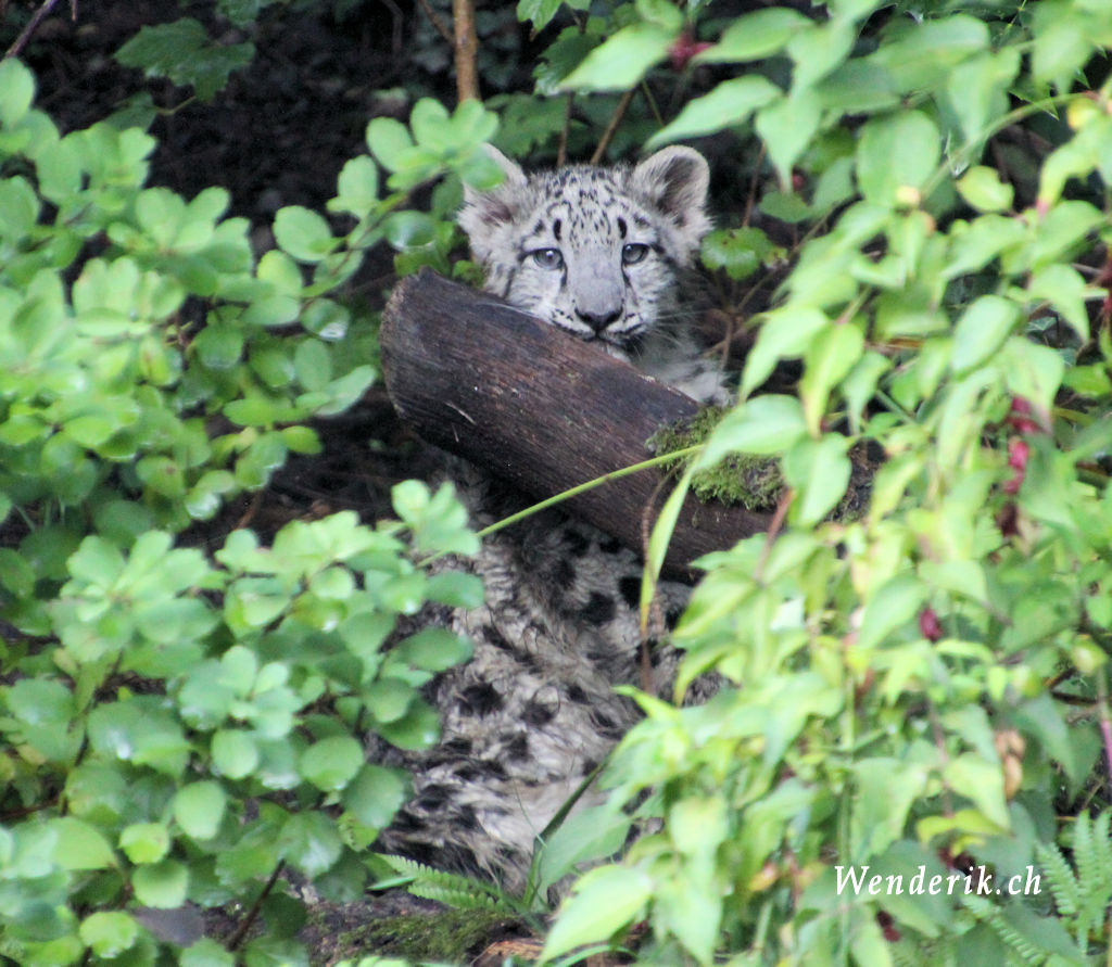 zoo_zurich_2025_panthere_neige/IMG_5652_w1024.jpg